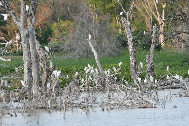 Cattle Egret Roost.jpg